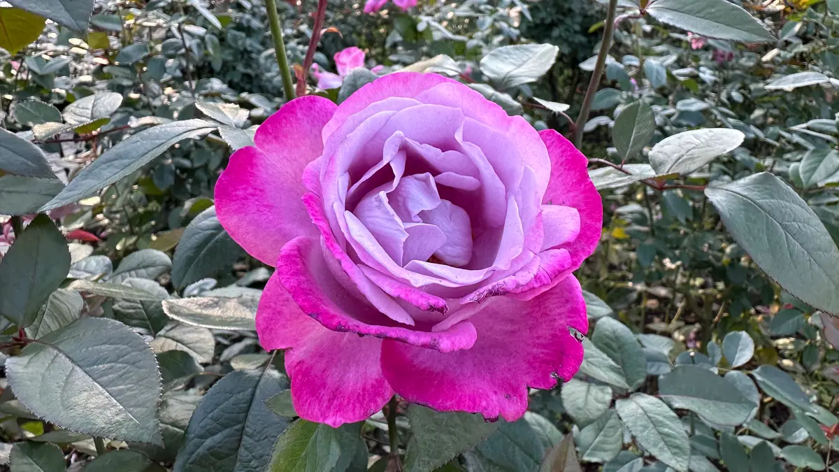 ブルーリバー。神代植物公園。「秋バラ コレクション2024年」の