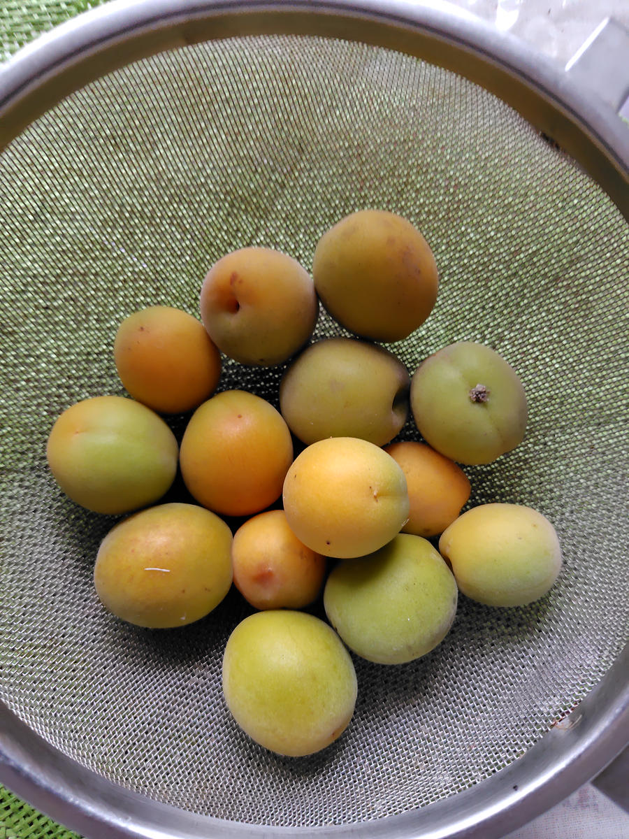 杏 の 実(02)