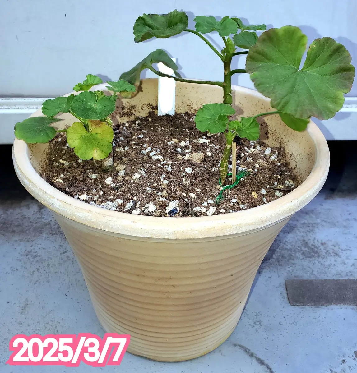 3/7☀️4〜6日まで☔と☃️で観察できず。...「八重咲きアップル 