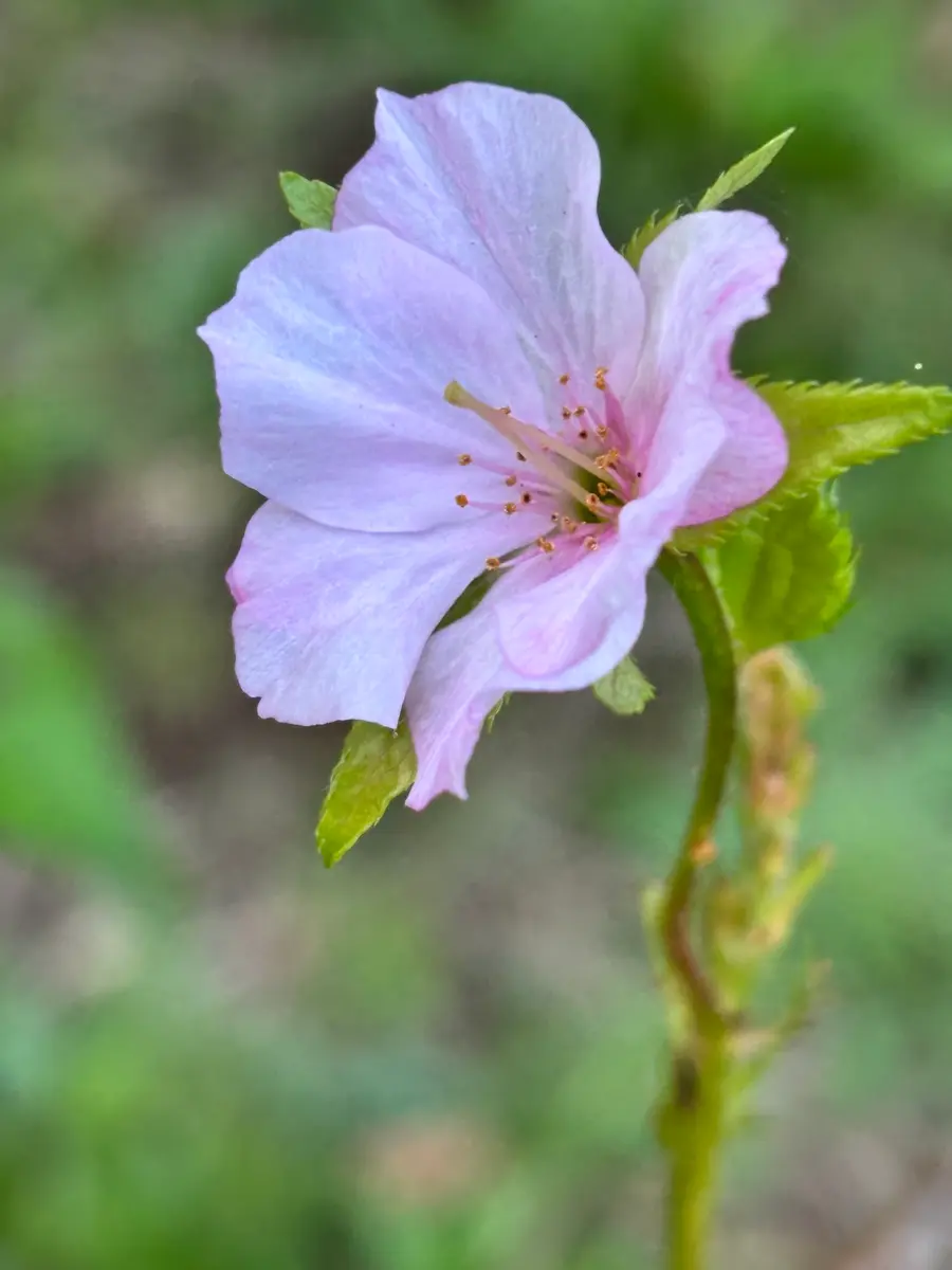 一輪桜🌸が咲いてるのを見つけました「ウォーキング⑧」のアルバム