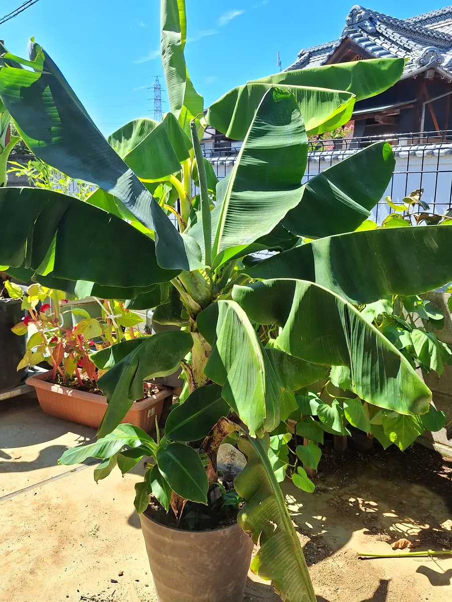 来年開花濃厚・巨大180㎝準親株◆懐かし昭和の味、タイワンバナナ◆植木鉢、超低木 来年開花濃厚・巨大180㎝準親株◇懐かし昭和の味、タイワンバナナ◇
