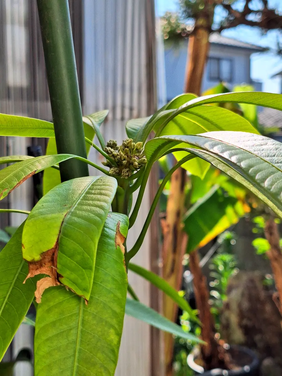 マンゴー久しぶりの花芽🥭「マンゴー」のアルバム-みんなの趣味の園芸