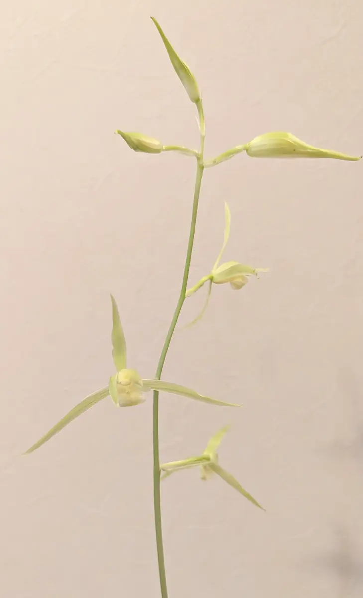 寒蘭(白鹿)開花しました。寒蘭の素心花「カワセミ 東洋ラン」の