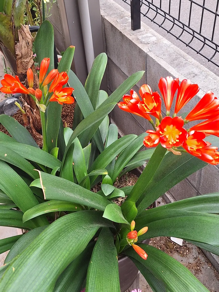 君子蘭 何年前にいただいた一株がこん「わが家の動植物&その他