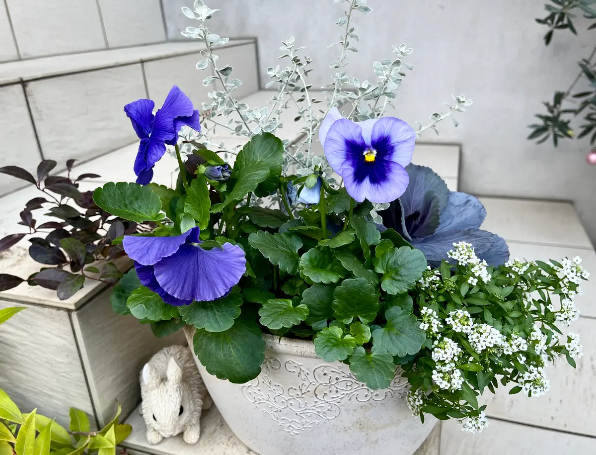 青みの葉牡丹とパンジーに、シルバーリ「寄せ植え」のアルバム