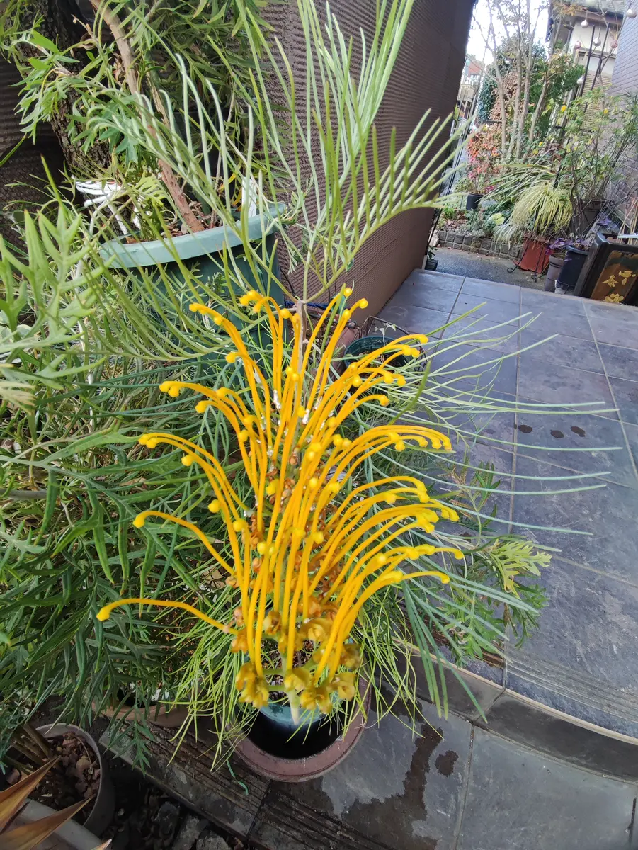 グレビレアゴールデンユーロが今頃咲い「庭の草花（グレビレア