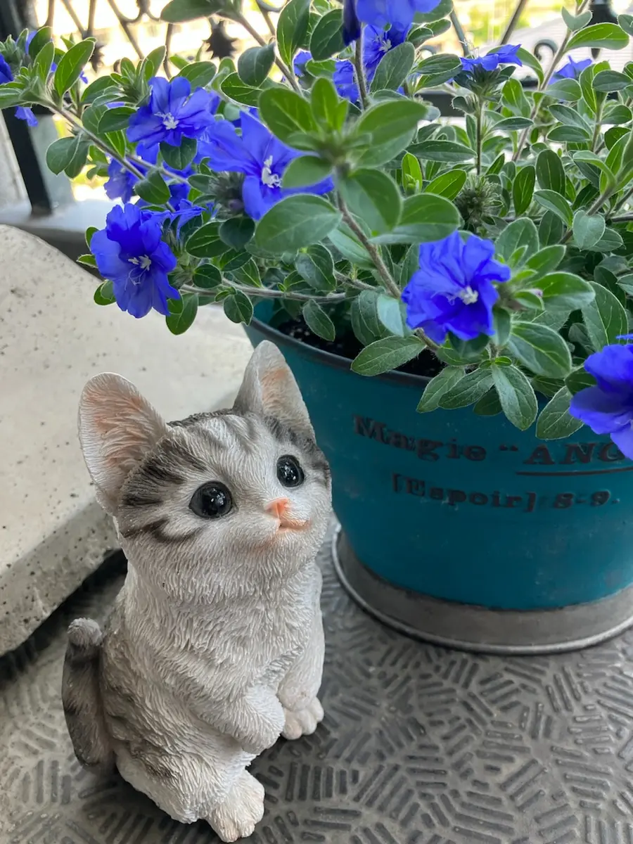 アメリカンブルーを見上げる猫さん🐱と「⛄️24年冬〜25年春のお花