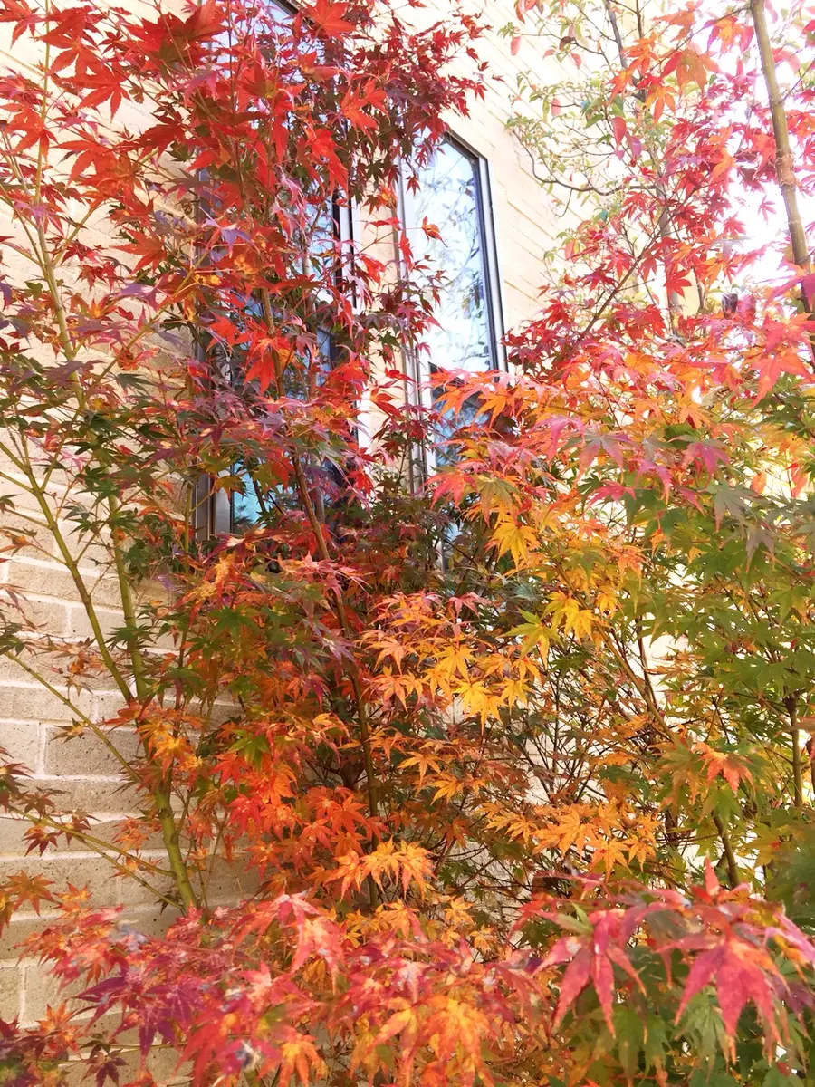 【超目玉】 イロハモミジの紅葉がかなり進みました「庭の花2024」の 落葉樹