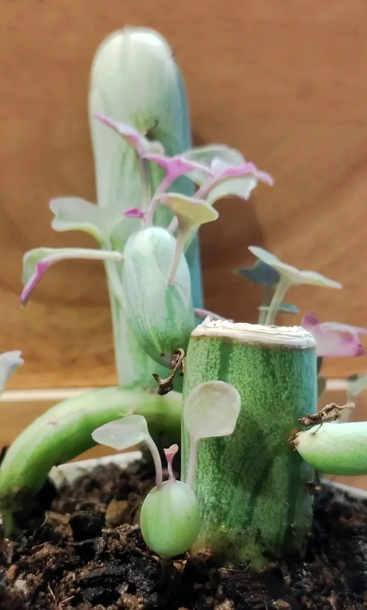 専用！多肉植物^o^  七法樹錦 多肉植物^o^ 七法樹錦 - メルカリ