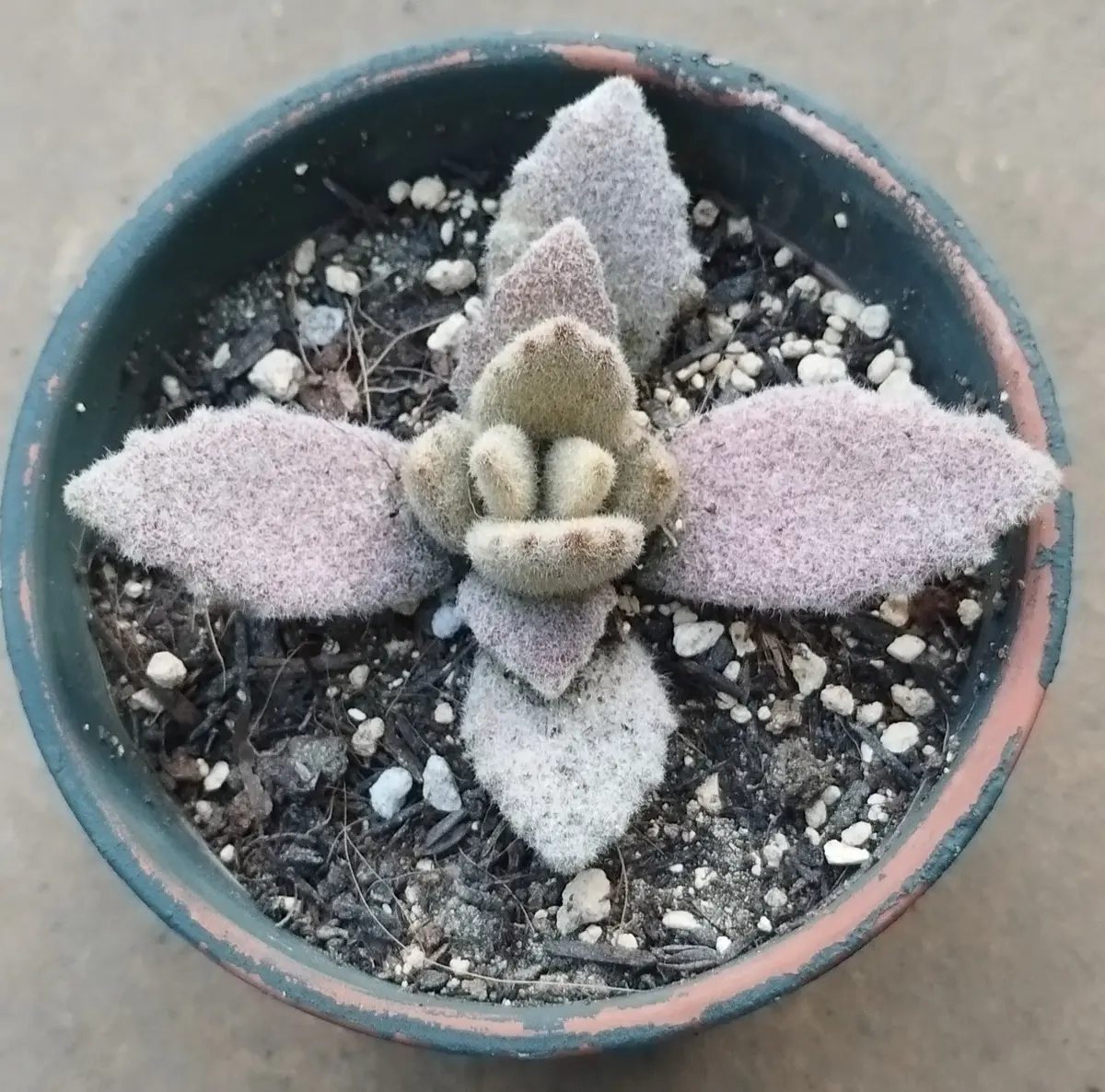 ラッキーガール。カランコエ 月兎耳の「多肉植物って楽しい」の