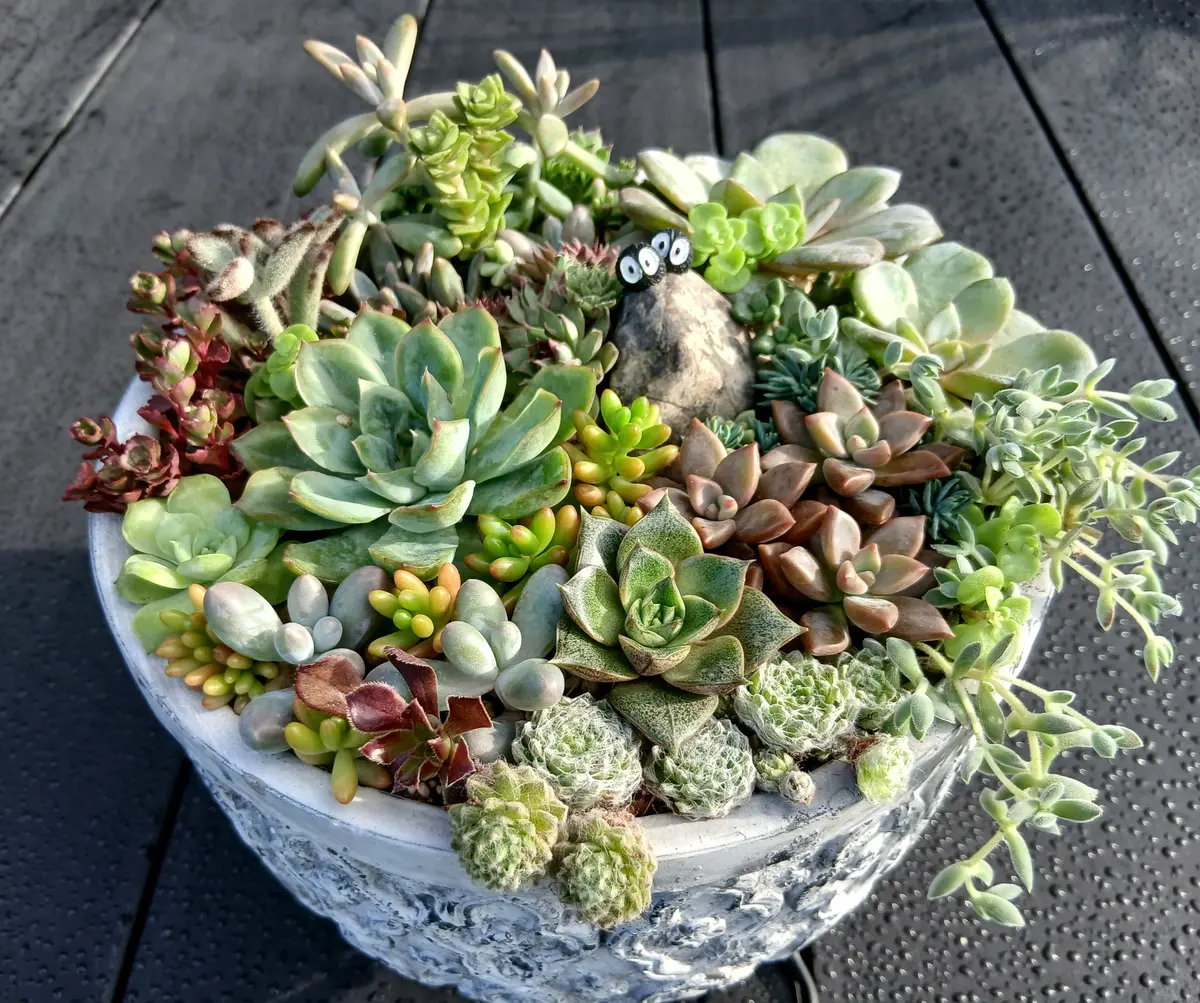2025.10月作成☆多肉植物の寄せ植えエ「寄せ植え」のアルバム