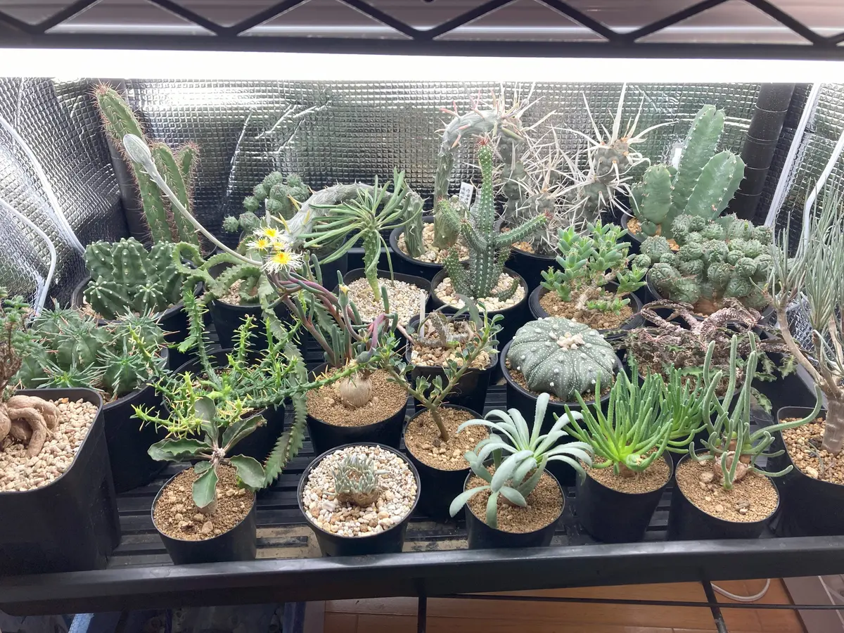 NO 126 yu〜美 様 専用 簡単移動 多肉植物棚2段 週刊タイムス NO 126 yu〜美 様 専用 簡単移動 多肉植物棚2段 週刊タイムス