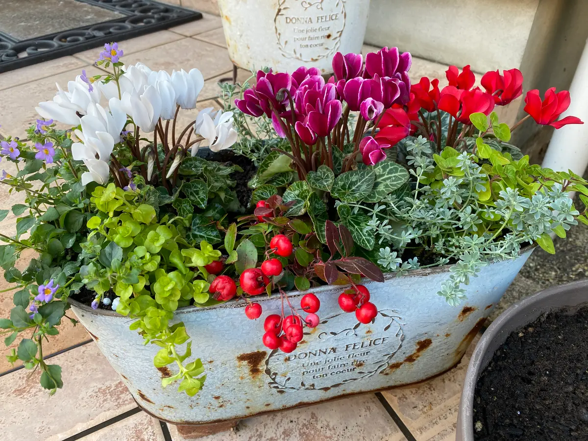 ガーデンシクラメンの寄せ植えを作って「寄せ植えアルバム」の