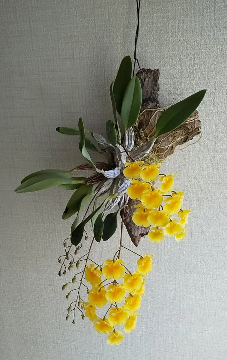 【着生ラン】　デンドロビウム　リンドレイ　斑入り　コルク着け デンドロビウムリンドレイ（流木着生）「蘭（流木付け