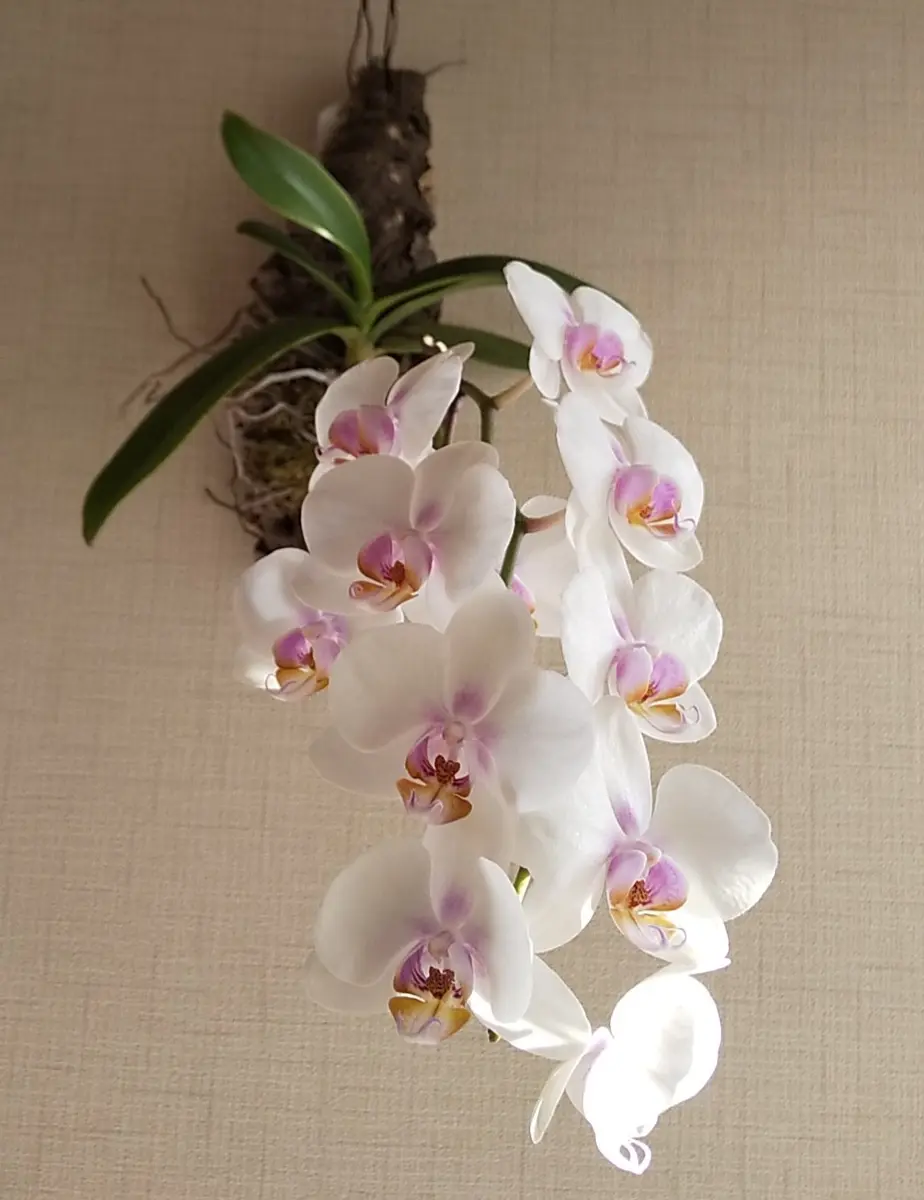 ミディ胡蝶蘭（コルク着生）品種名:ミ「蘭」のアルバム-みんなの