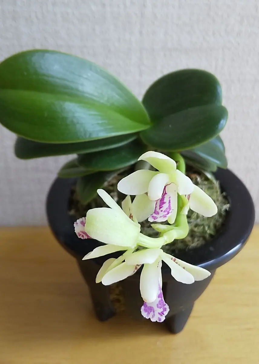 名護蘭明丸（水苔空洞植え（購入時のま「蘭」のアルバム-みんなの