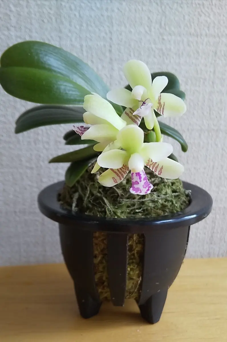 名護蘭明丸（水苔空洞植え（購入時のま「蘭」のアルバム-みんなの