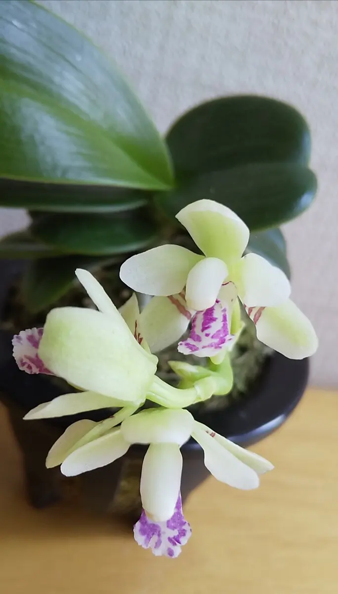 名護蘭明丸（水苔空洞植え（購入時のま「蘭」のアルバム-みんなの
