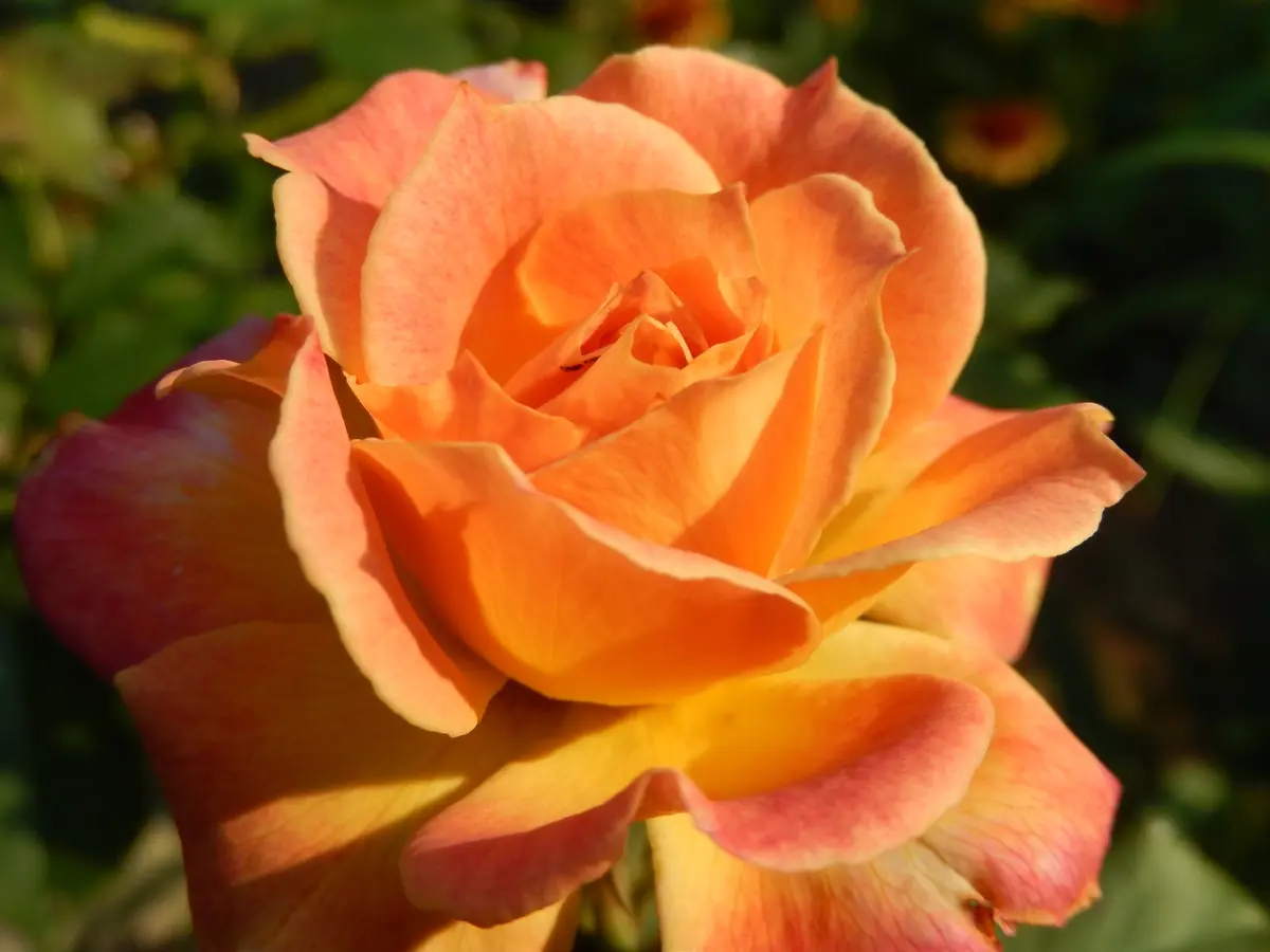 ルームパラダイス ルーパラ vol.3.4.5.6.7.9.13.14平成ギャル シャルールの2番花です🌹「庭の薔薇2025」のアルバム-みんなの趣味の