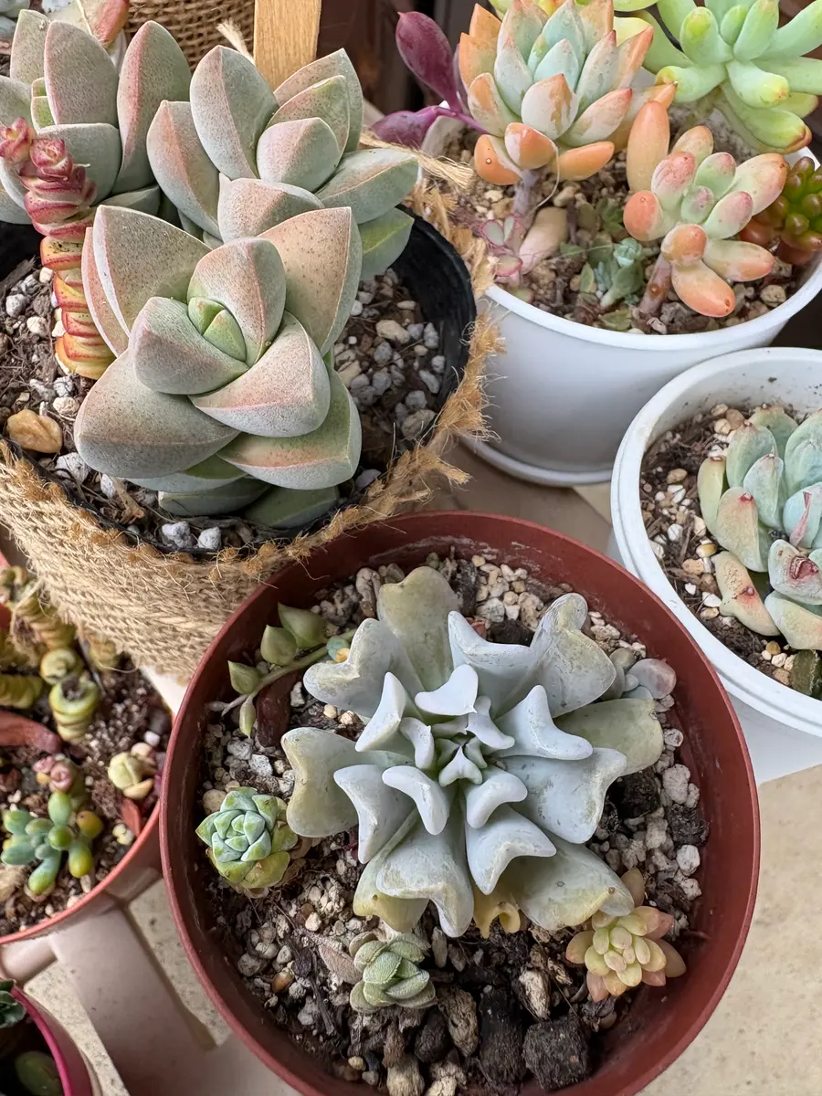 トップシータービー（？）あまり成長「2025年」のアルバム-みんなの