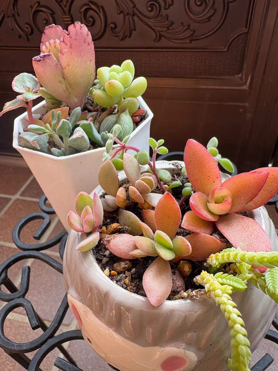 抜き苗セットで作れた寄せ植えもう2鉢「2025年」のアルバム