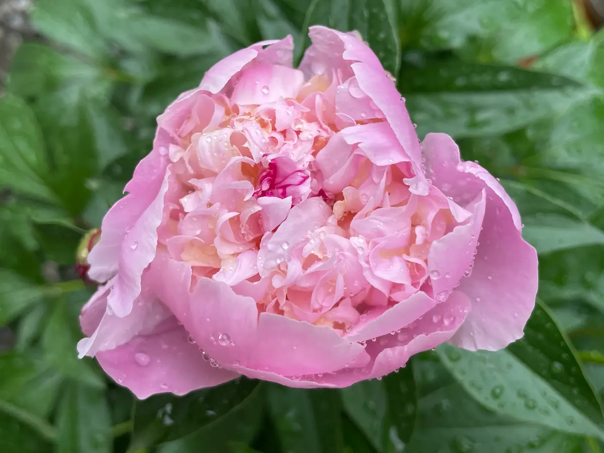 とても綺麗な洋種芍薬 ソルベット 大株です。 Amazon.co.jp: 花苗 芍薬 ソルベット 12cmロングポット苗 3株