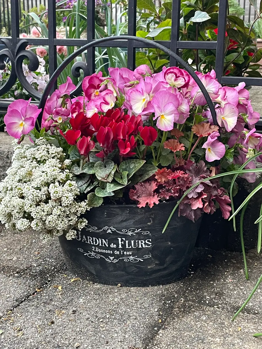 虹色スミレスウィートラブの寄せ植え❤️「20251～4月」のアルバム