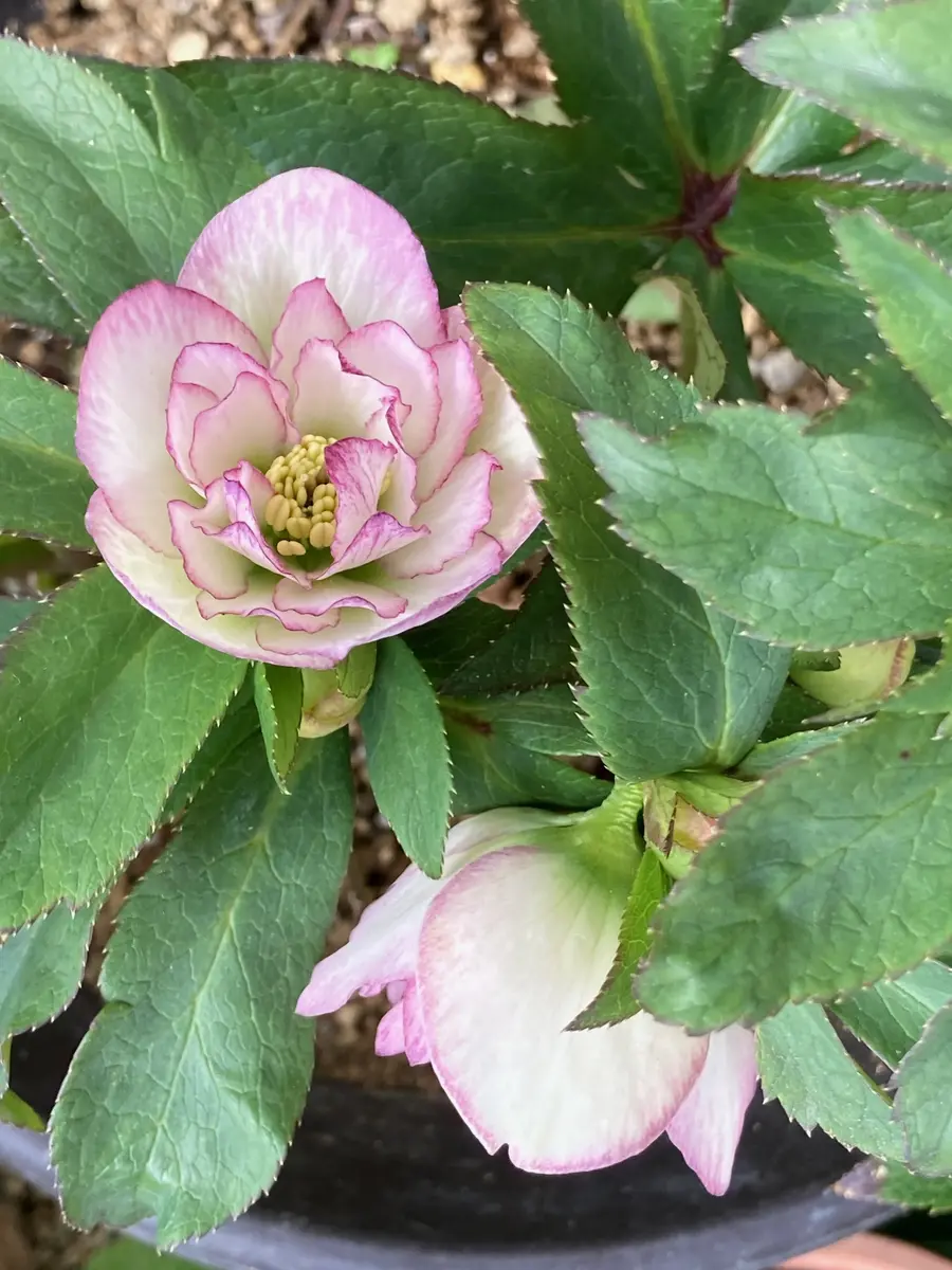 クリスマスローズです上向きで咲いてま「2,025年」のアルバム