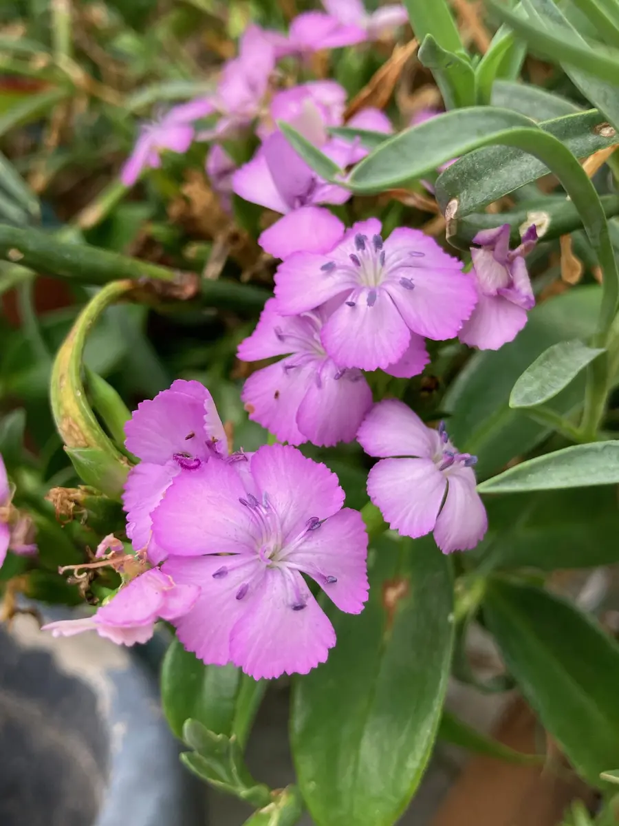 ハマナデシコです「2,025年」のアルバム-みんなの趣味の園芸2541873