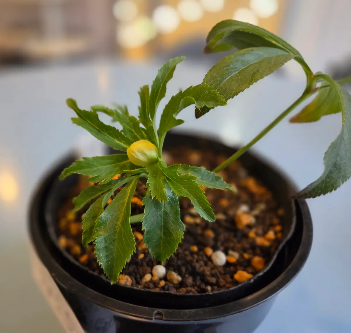 1/20、発芽して丸2年の実生苗です。つ「神様からの贈り物