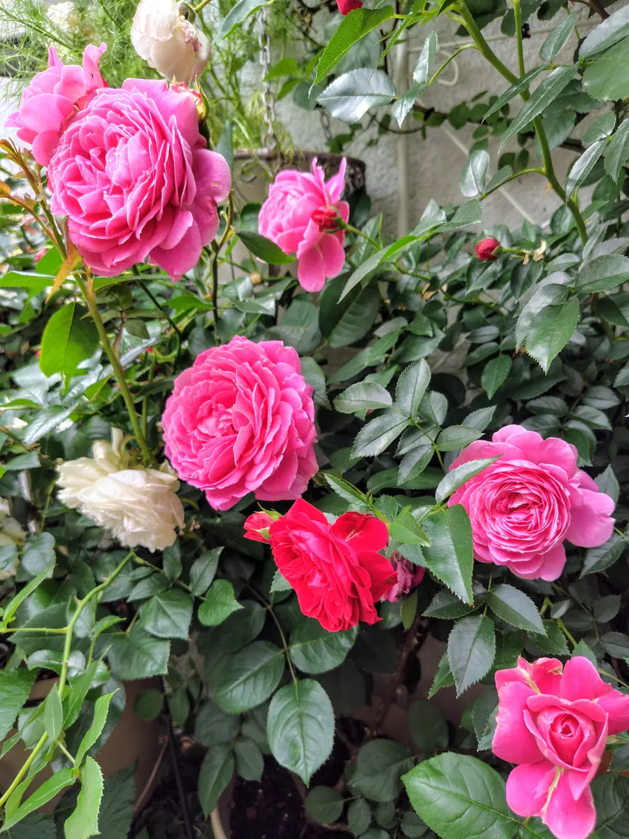 🌹雨ニモマケズ・リバーシブルピンク😆「2025,小さなバラ園😆✨」の