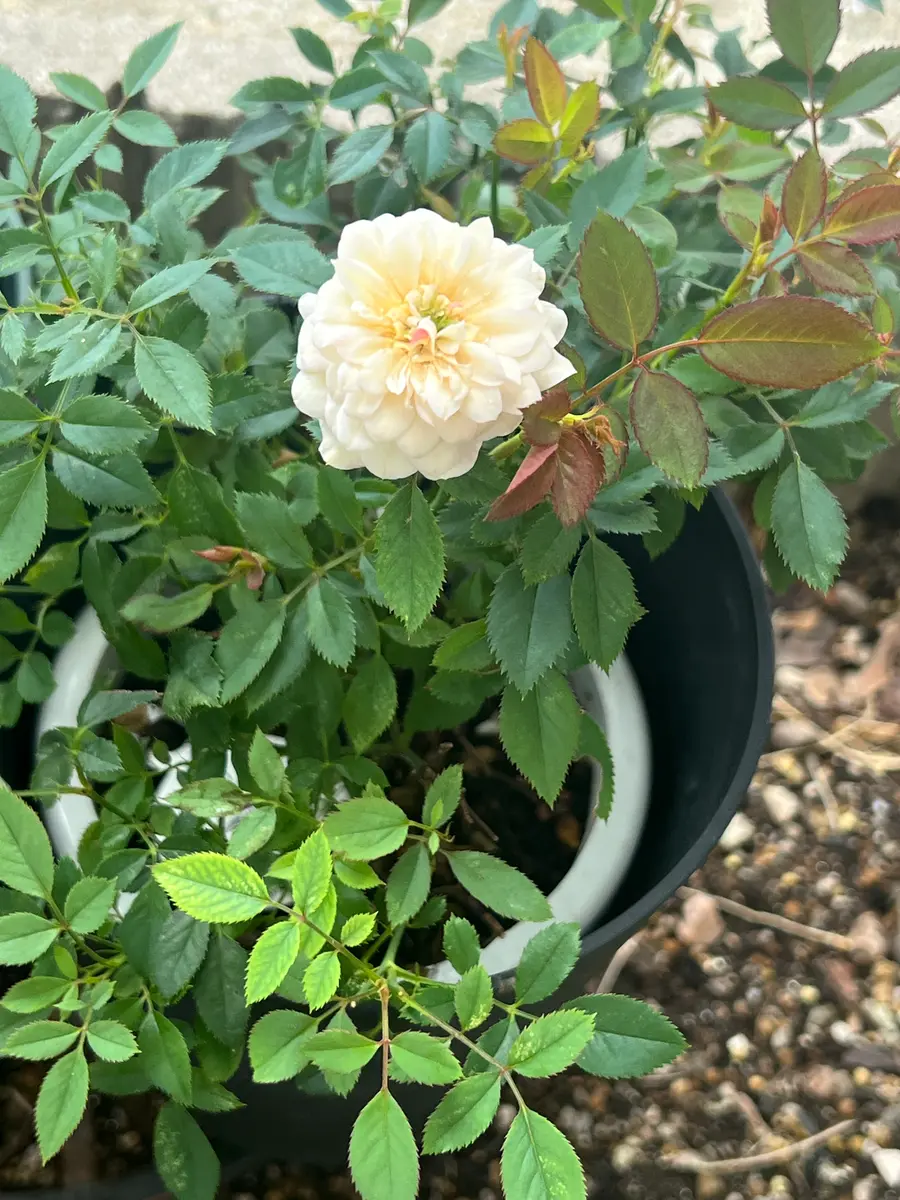 ミニバラ モカ今年我が家に来て初め「可愛い花達 2025年 1月〜」の