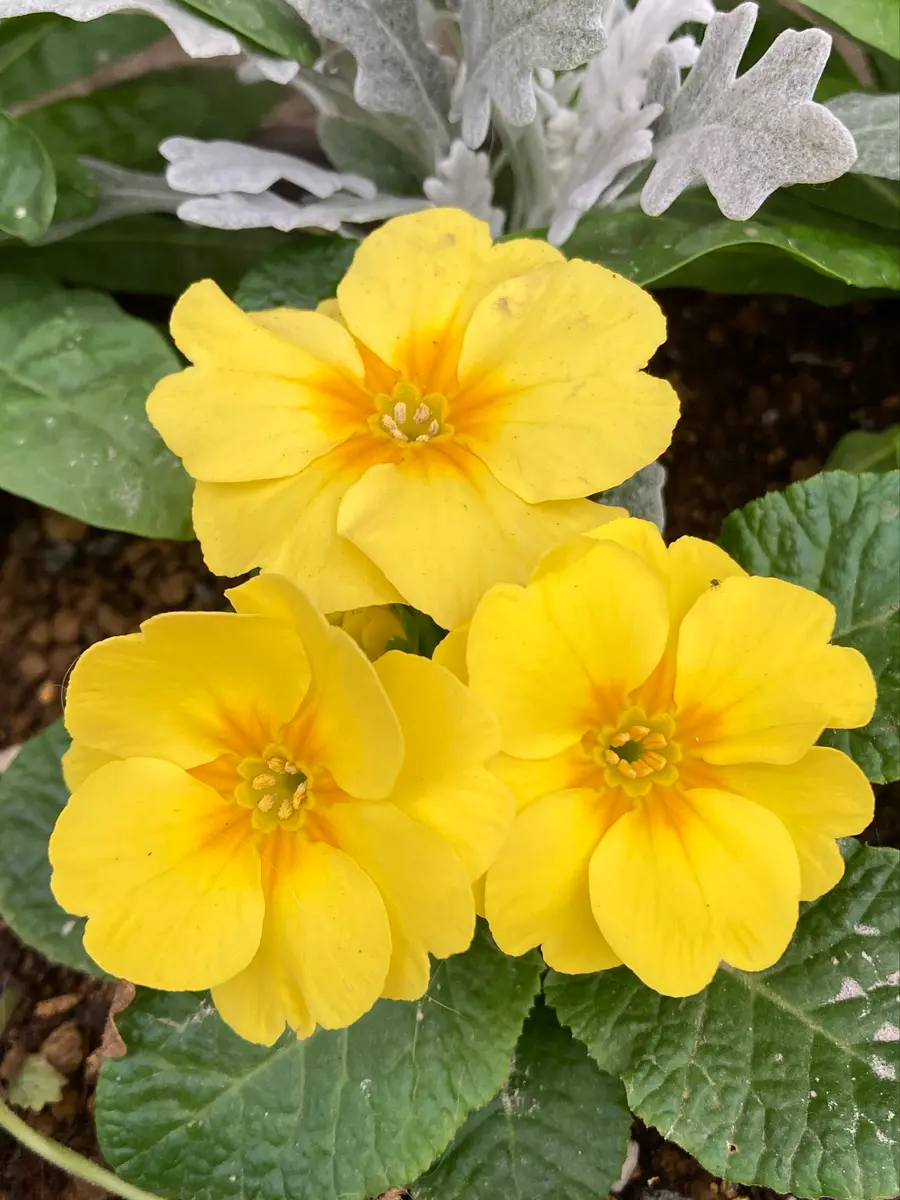 がおちゃん様　ご確認用　プリムラ 黄色 寄せ植えの黄色いプリムラ「植物の魅力'25」のアルバム-みんなの趣味の