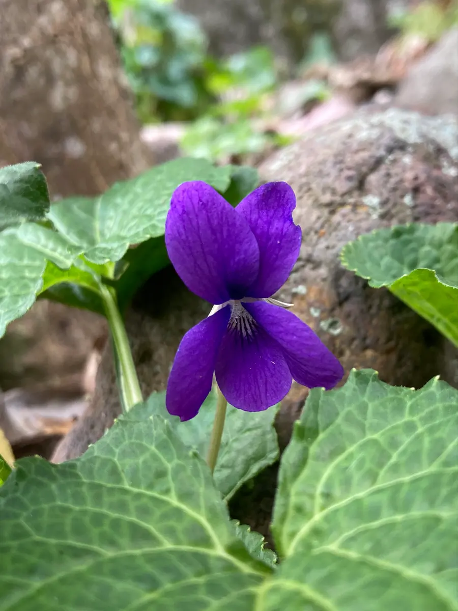 m*o様 タデスミレ 山野草 四季の山野草（ツボスミレ）