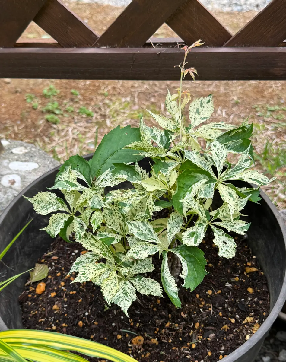 斑入りアメリカヅタ鉢植えしてますが、「森の中の庭にて 2025年1月