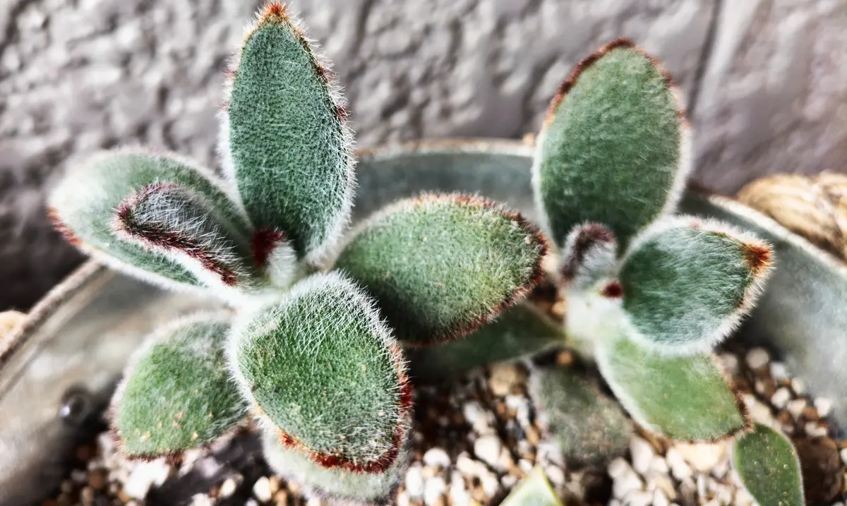 ジャイアントラビット葉が増えていま「多肉・観葉植物 2025」の