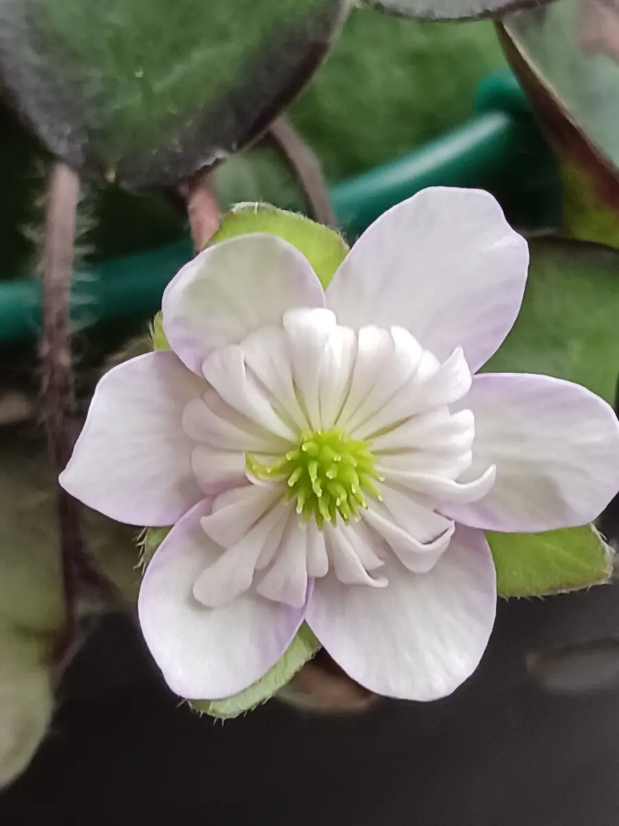 🌿雪割草二段咲一番花、開花しました♪「2025年☘️🌼🌿」の