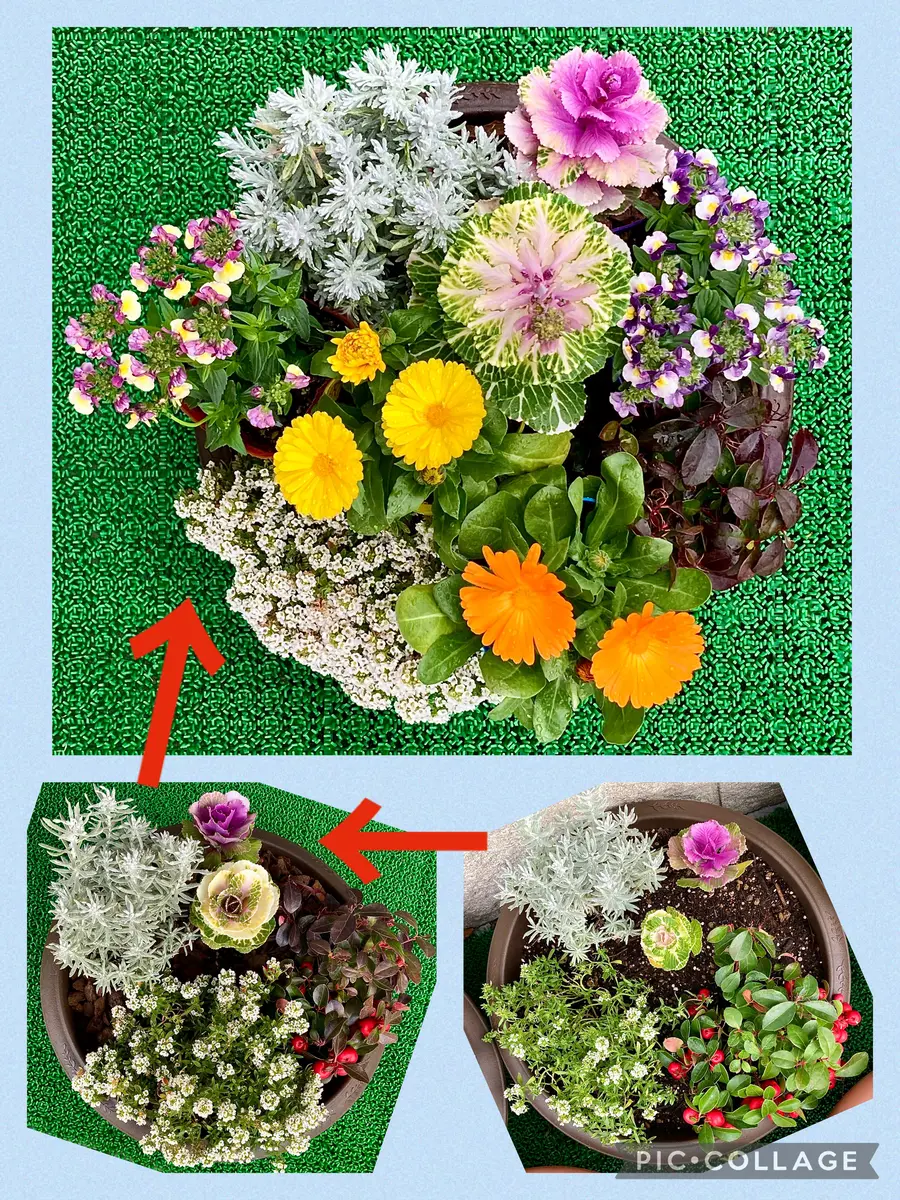 寄せ植え②昨年12月初旬、植え付け(右下「2025年1月〜3月❄️」の