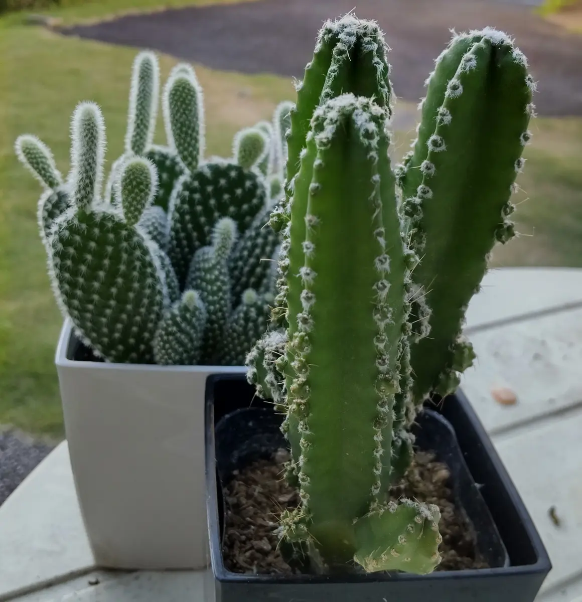 サボテンの写真-みんなの趣味の園芸2527828