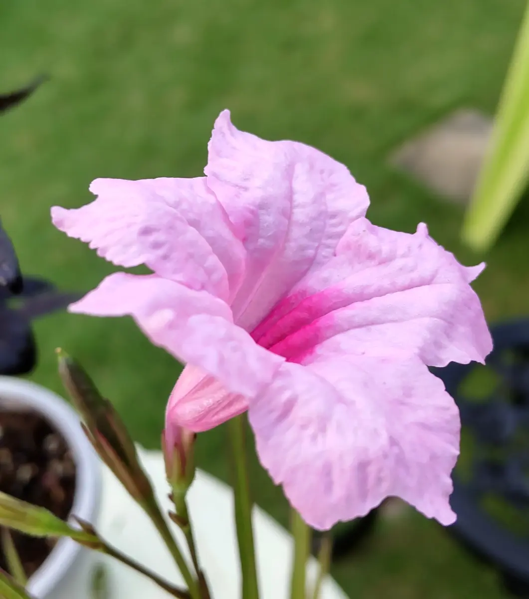 ルエリアピンクシャワーですキツネノ「蜜月ガーデン3」のアルバム