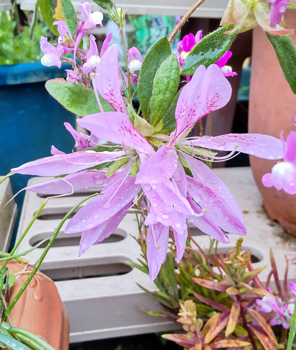 鉢植えのツツジです繊細な細い花びらが「蜜月ガーデン3」のアルバム