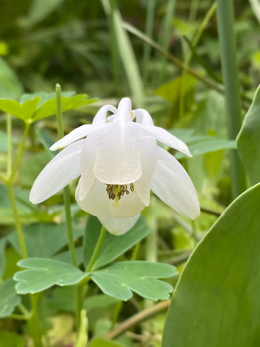 白のオダマキ昨年、見つけた時は綺麗「我が家の花たち 2025」の