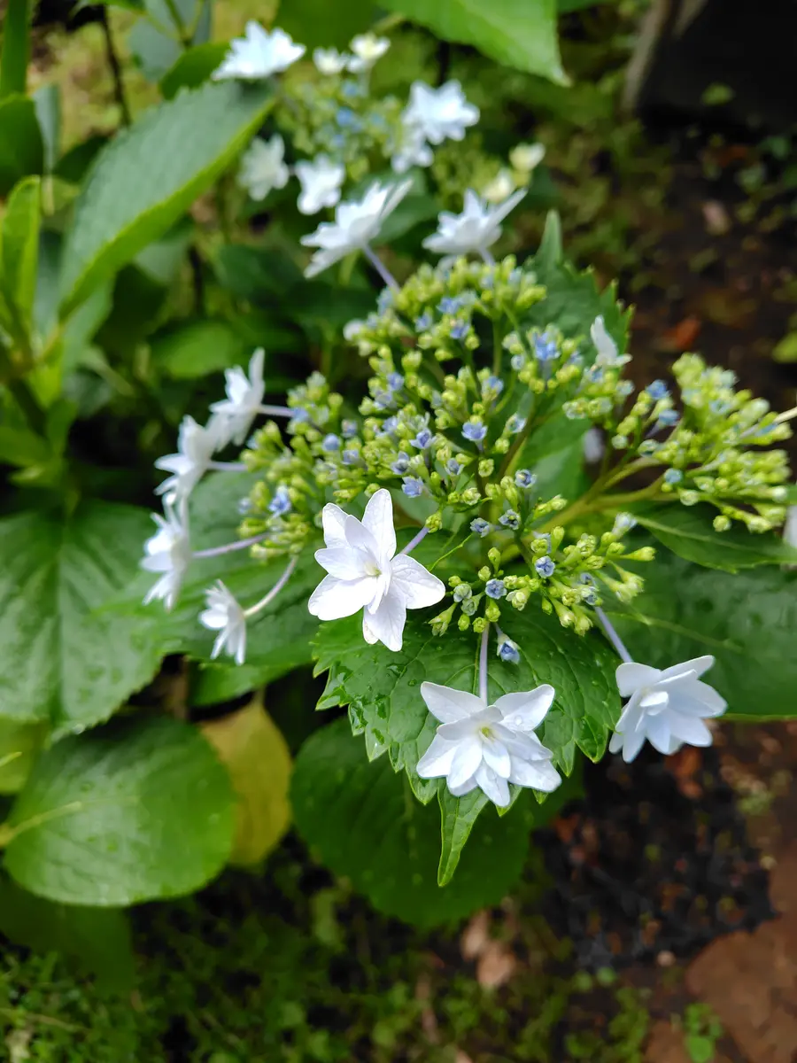 ☆隅田の花火☆紫陽花 隅田の花火 『額紫陽花(ガクアジサイ) 』 しっとりとした日本の園芸種