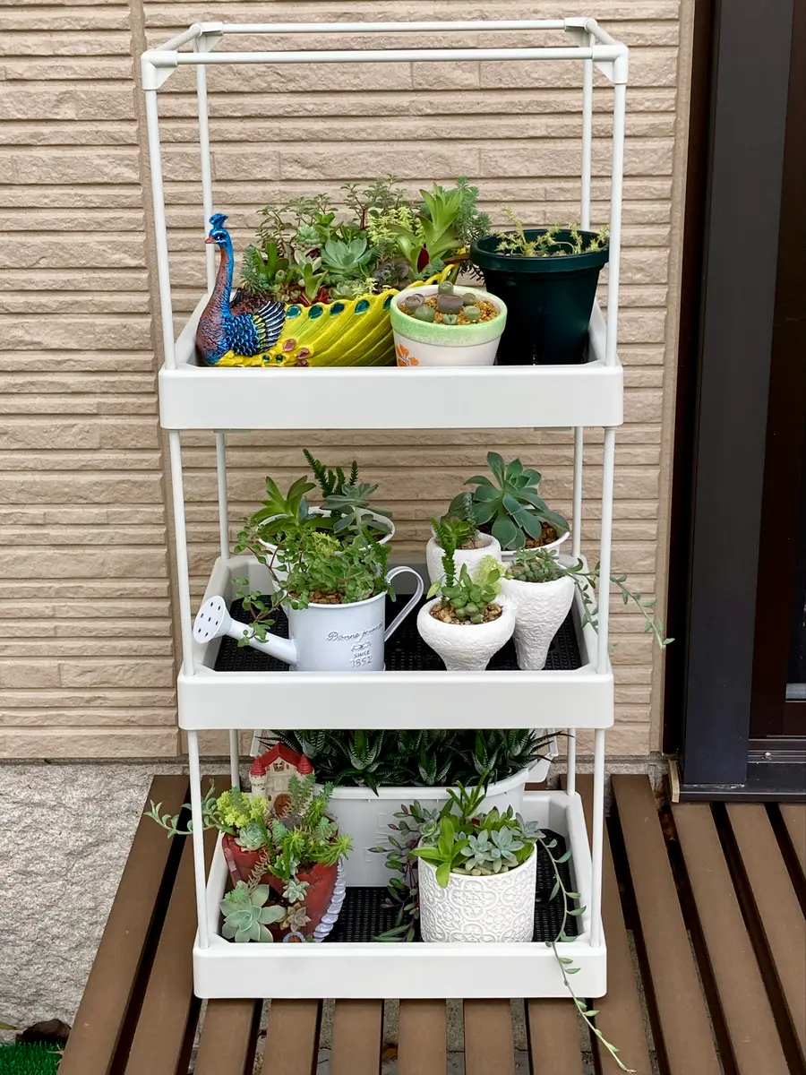 多肉マンション①多肉ちゃんたちが、室「2025年多肉植物o(^o^)o」の