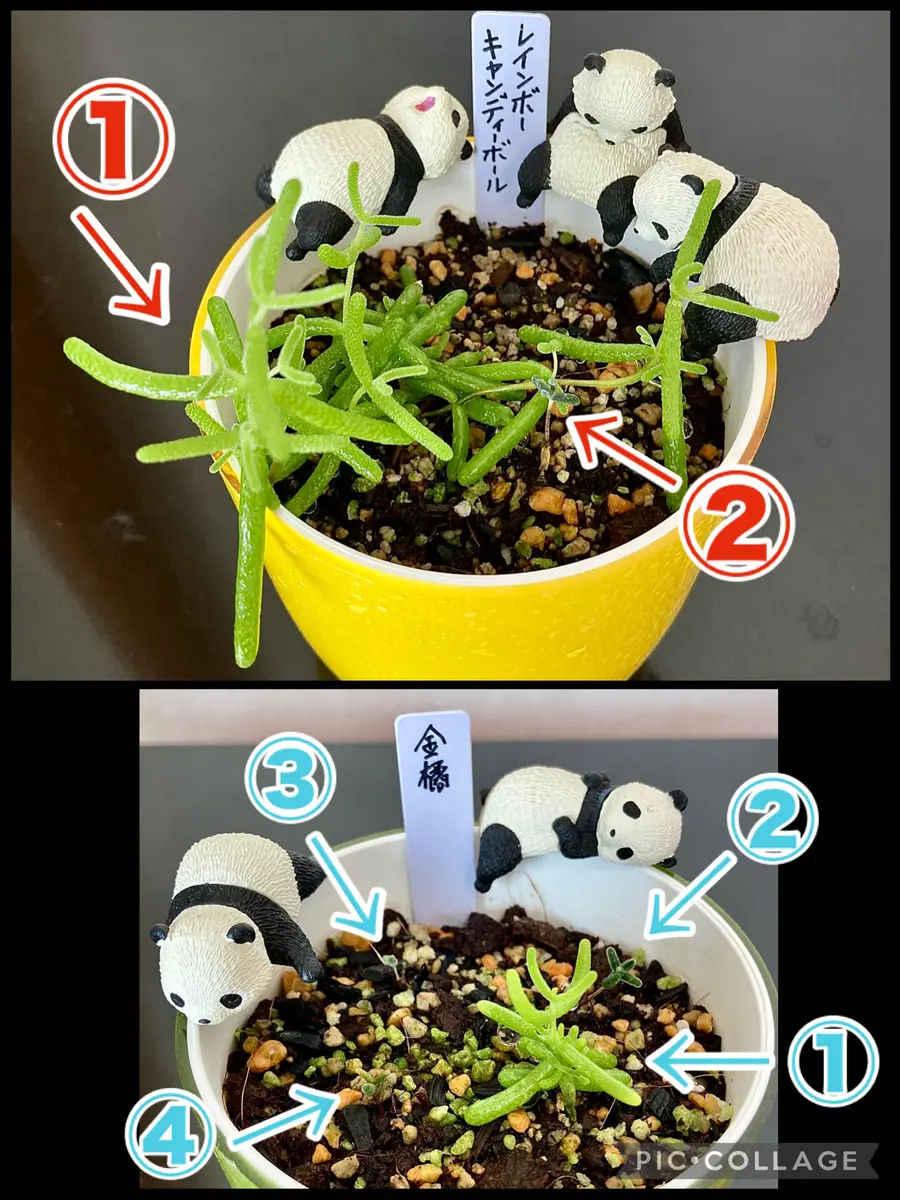 ドロサンテマム①ドロちゃんたちの生長「2025年多肉植物o(^o^)o」の