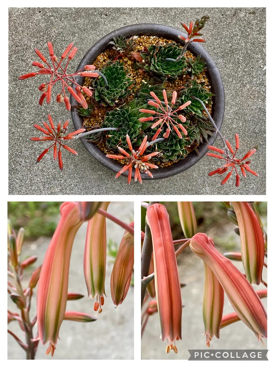 アロエ。上から見ると、線香花火🎇みた「2025年多肉植物o(^o^)o」の