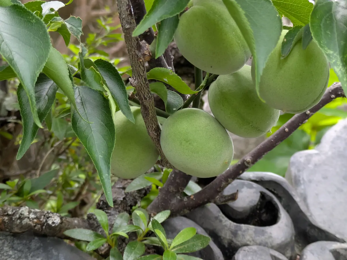 ウメ(実ウメ)の写真-みんなの趣味の園芸2461288
