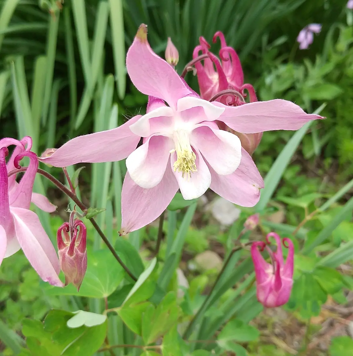 5月16日、西洋オダマキ、ピンク色。花「2025.色々な花達💮」の