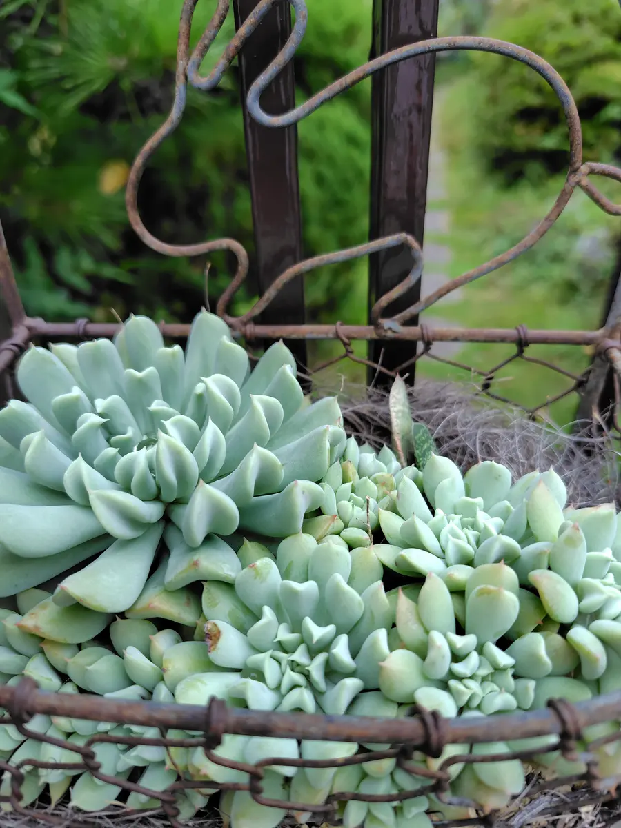 エケベリアトップシータービーですど「多肉:観葉植物2025」の