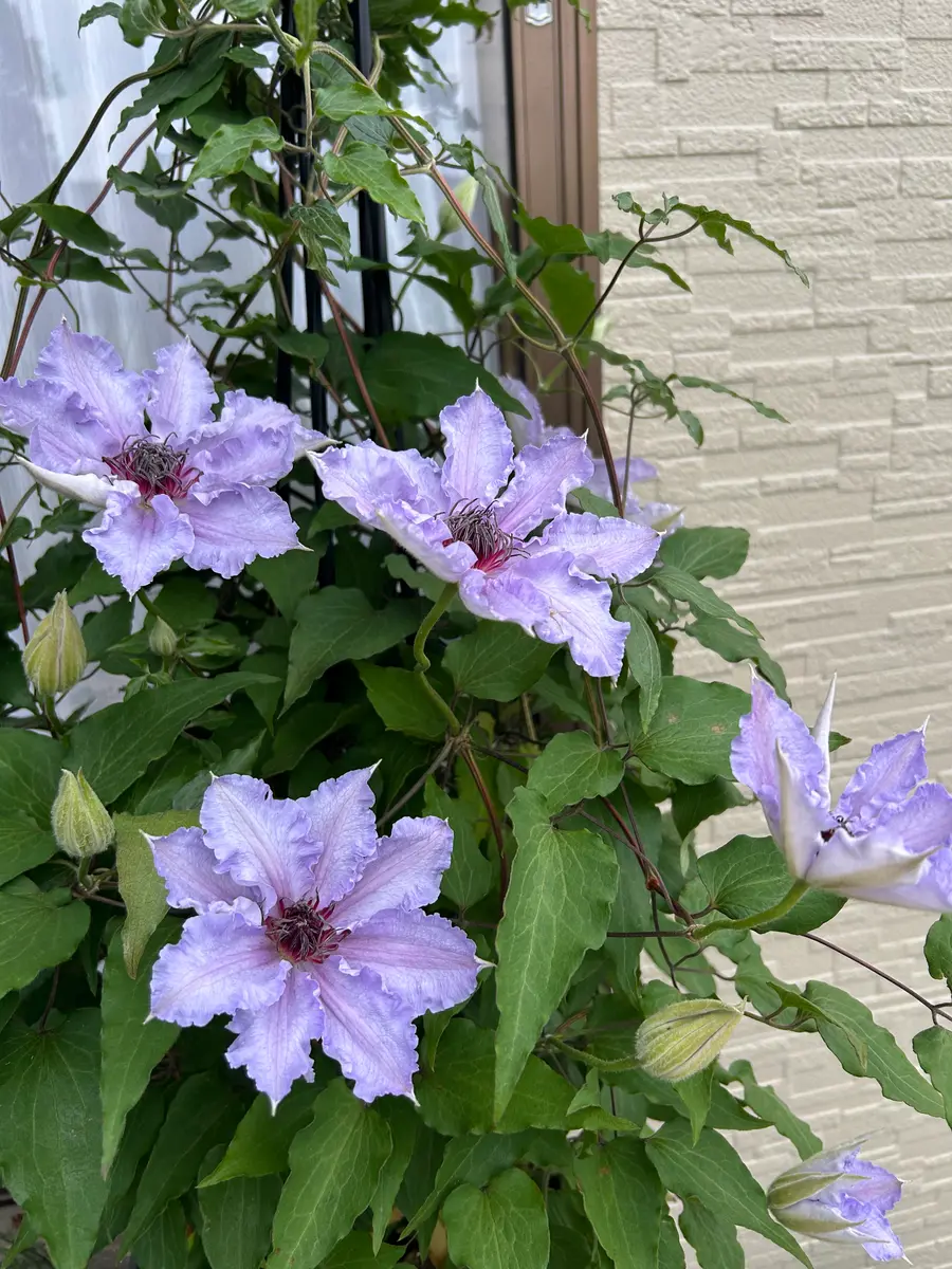クレマチス ザファーストレディ毎年「2025私の花達とマルシェ」の